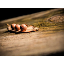Rustic Silk Car pt-PT